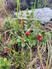 Vaccinium vitis-idaea