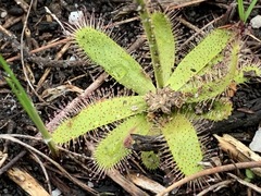 Drosera zeyheri
