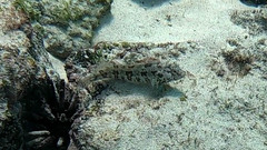 Gobioclinus dendriticus