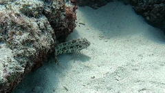 Gobioclinus dendriticus