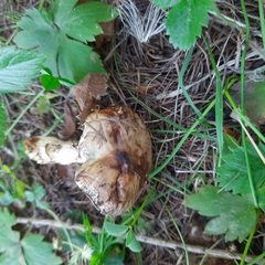 Suillus viscidus