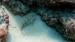 Gobioclinus dendriticus