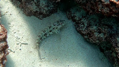 Gobioclinus dendriticus