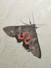 Catocala nupta