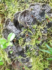 Peltigera membranacea
