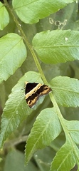 Choreutis basalis
