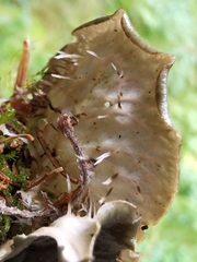 Peltigera membranacea