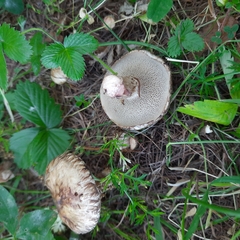 Suillus viscidus