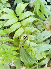 Choreutis basalis