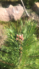 Pinus