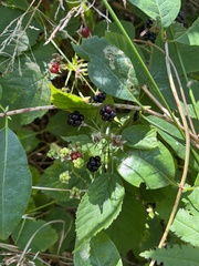 Rubus fruticosus