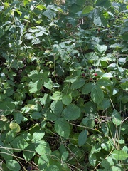 Rubus fruticosus
