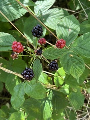 Rubus fruticosus