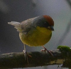 Atlapetes pileatus