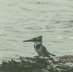 Ceryle rudis rudis