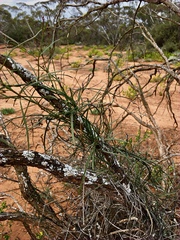 Vincetoxicum lineare
