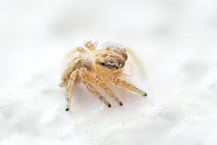 Thyene imperialis