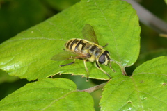 Myathropa florea