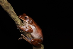 Polypedates leucomystax