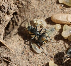 Polyrhachis vermiculosa