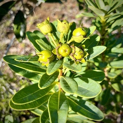 Xanthostemon aurantiacus