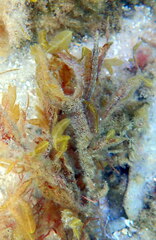 Stigmatopora narinosa