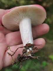 Russula sanguinea
