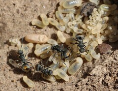 Polyrhachis vermiculosa