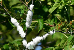 Prociphilus tessellatus