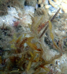 Stigmatopora narinosa