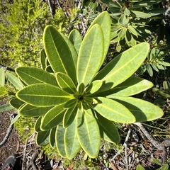 Xanthostemon aurantiacus