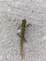Triturus marmoratus