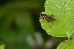 Chalcosyrphus