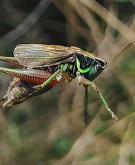 Roeseliana roeselii