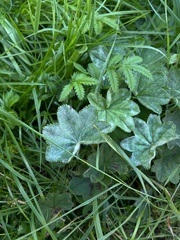 Erysiphaceae
