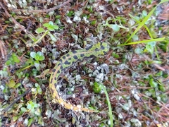 Triturus marmoratus