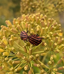 Graphosoma italicum italicum