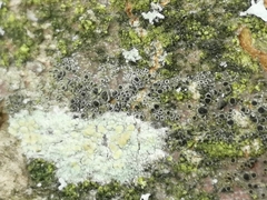 Lecanora symmicta