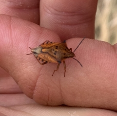 Carpocoris mediterraneus atlanticus