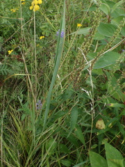 Veronica longifolia