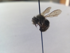 Megachilinae