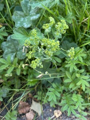 Alchemilla vulgaris