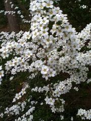 Spiraea thunbergii