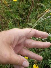 Festuca rubra