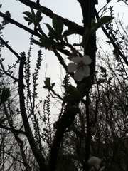Malus
