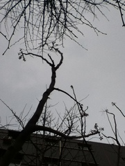 Toona sinensis