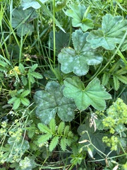 Alchemilla vulgaris
