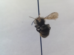 Megachilinae