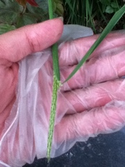 Alopecurus japonicus