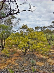 Senna artemisioides coriacea